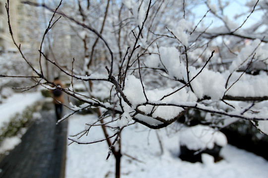 雪后