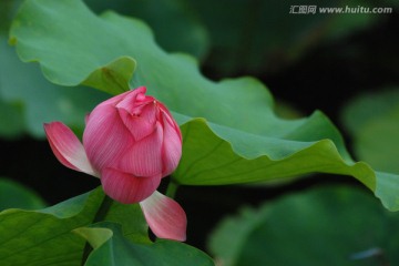 荷花 夏荷 荷韵 荷叶 花苞