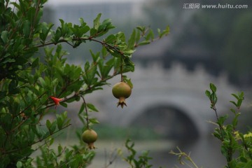 石榴 植物 果实 水果 石榴树