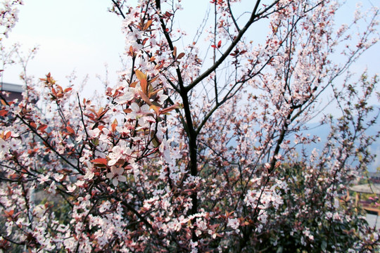 日本樱花