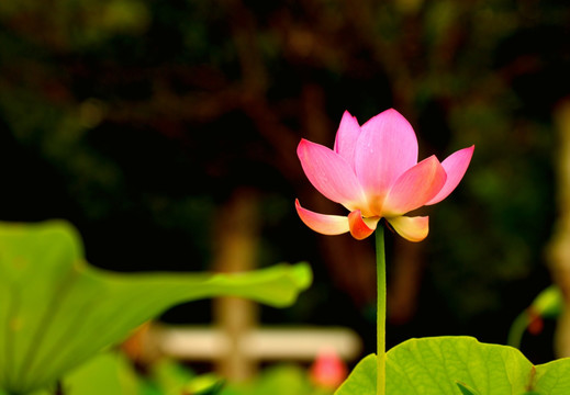 莲花一枝独秀