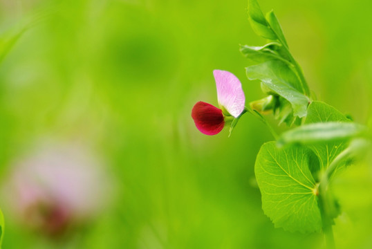 豌豆花