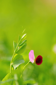 豌豆花