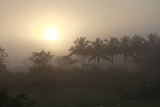 椰林雾景