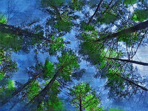 電腦畫 松林之夢(mèng)
