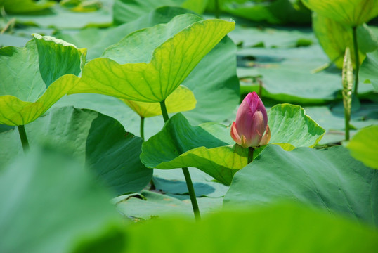 红河湿地 荷花