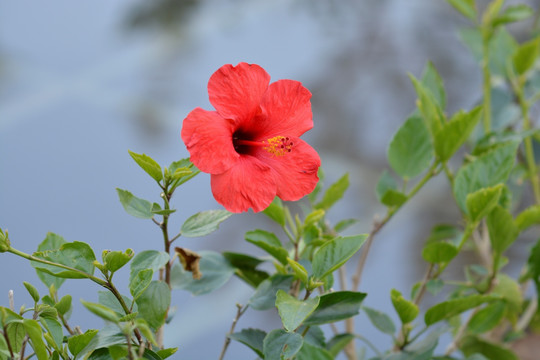 木槿花