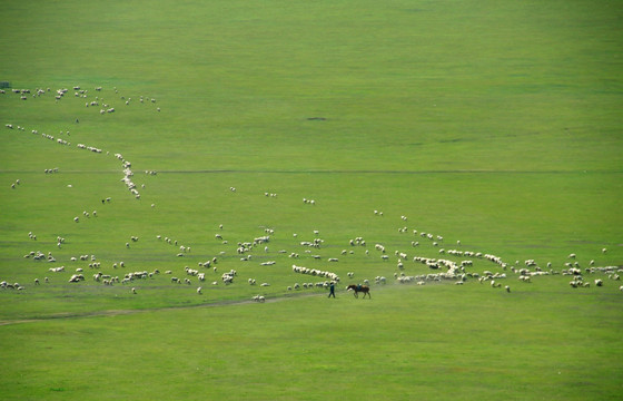 呼伦贝尔草原 牧场 羊群