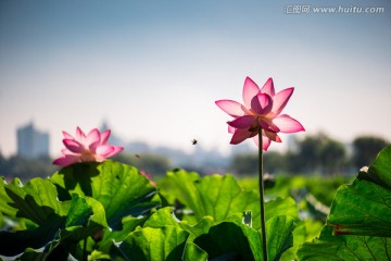 杭州西湖荷花