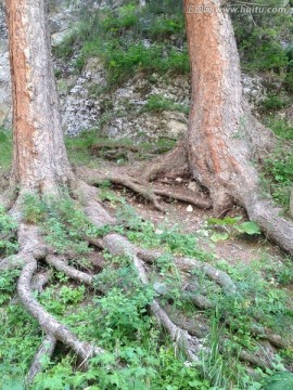 青松根连根