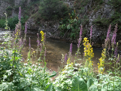溪边野花