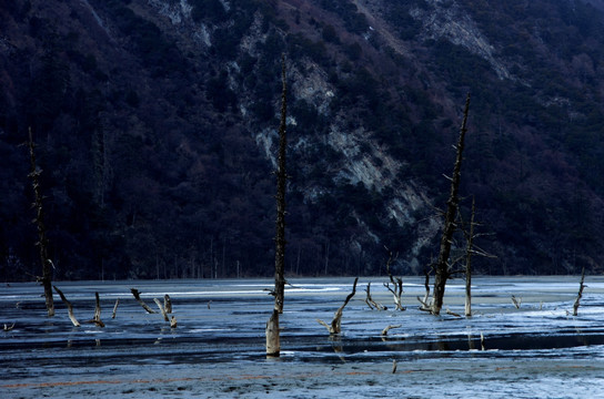 贡卡山景区 巴王海 水中的枯木