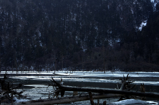 枯林 水景