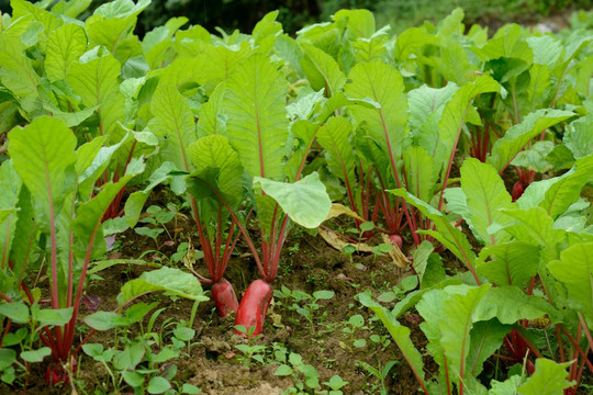 蔬菜种植红萝卜