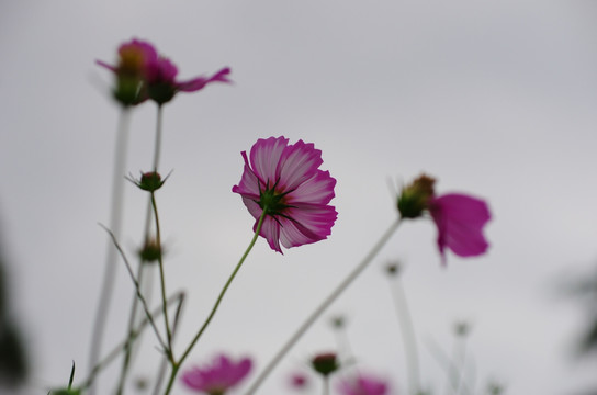 波斯菊