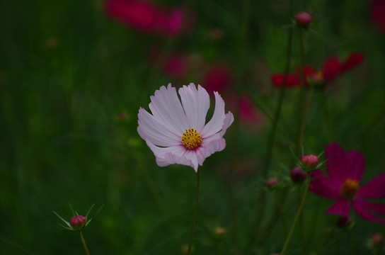 波斯菊