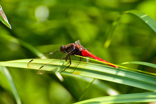红蜻蜓停靠树叶上