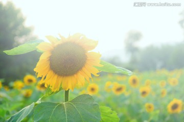 向阳花开