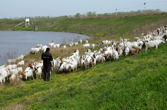 河湾羊群