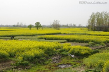 湖区村庄油菜花海