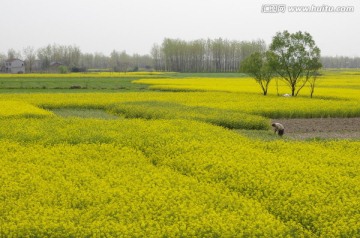 湖区平原村庄油菜花海