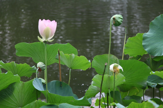 水塘里的莲花