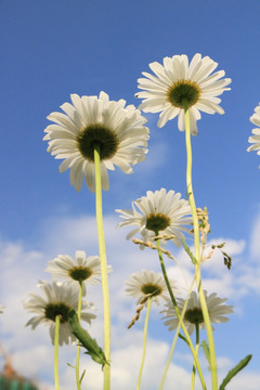 蓝天白菊