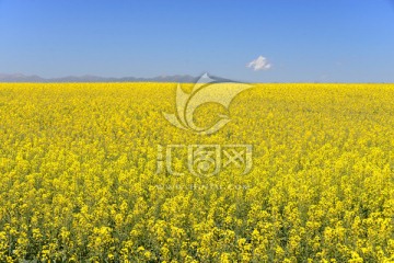油菜花