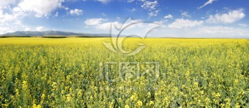 高清寬幅油菜花