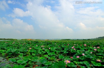 淮阳东湖 荷花 荷塘 荷花节