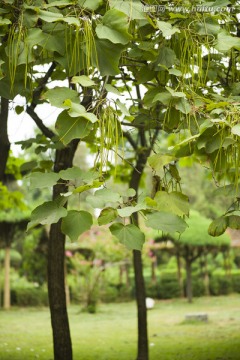 梓树 水桐树 河楸树 黄花楸树