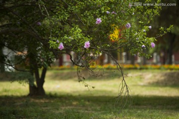 木槿花 古桩木槿花