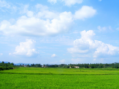 田野