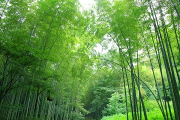 竹林 竹海