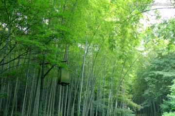 竹海 竹林