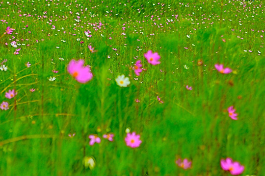 茴香花