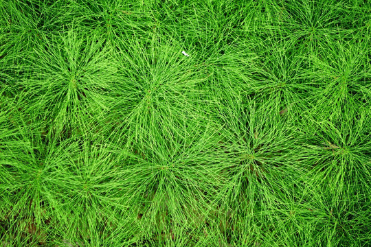 大兴安岭野生植物 林问荆