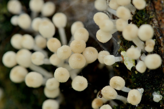野生菌枯木蘑菇