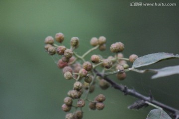 花椒果