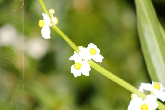 盛开的花