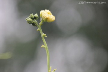 丝瓜的花蕾