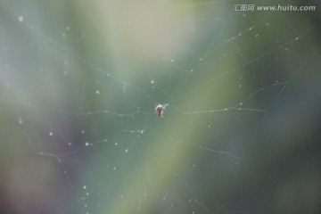 稻叶间的蜘蛛