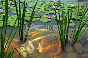 莲花和锦鲤