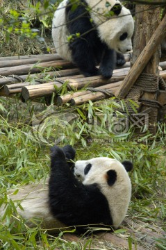 大熊猫嬉戏