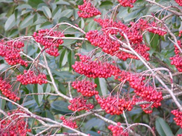 黄山花楸