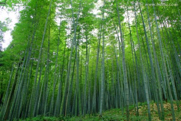 竹林 竹海