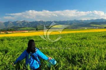 大美青海 蓝天白云 门源油菜花