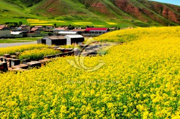 大美青海 油菜花 养蜂人 蜂箱