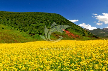 大美青海 蓝天白云 门源油菜花