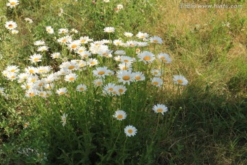 草地雏菊